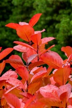 Black Chokeberry Bush (Aronia Melanocarpa ) - 3 Pack Of 1.5 Quart Pots -Garden Plant Seeds aronia melanocarpa black chokeberry bush 10