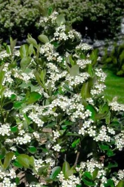 Black Chokeberry Bush (Aronia Melanocarpa ) - 3 Pack Of 1.5 Quart Pots -Garden Plant Seeds aronia melanocarpa black chokeberry bush 2