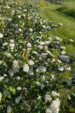 Black Chokeberry Bush (Aronia Melanocarpa ) - 3 Pack Of 1.5 Quart Pots -Garden Plant Seeds aronia melanocarpa black chokeberry bush 4