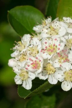 Black Chokeberry Bush (Aronia Melanocarpa ) - 3 Pack Of 1.5 Quart Pots -Garden Plant Seeds aronia melanocarpa black chokeberry bush 6
