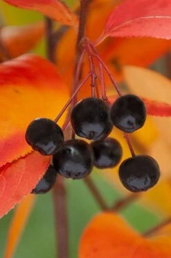 Black Chokeberry Bush (Aronia Melanocarpa ) - 3 Pack Of 1.5 Quart Pots -Garden Plant Seeds aronia melanocarpa black chokeberry bush 8 1