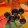 Black Chokeberry Bush (Aronia Melanocarpa ) - 3 Pack Of 1.5 Quart Pots -Garden Plant Seeds aronia melanocarpa black chokeberry bush 8