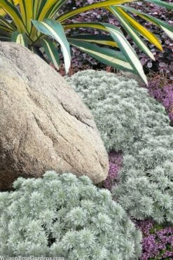 Silver Mound Artemisia - 1 Gallon Pot -Garden Plant Seeds artemisia schmidtiana silver mound 12