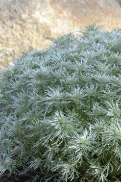 Silver Mound Artemisia - 1 Gallon Pot -Garden Plant Seeds artemisia schmidtiana silver mound 4