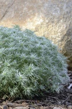 Silver Mound Artemisia - 1 Gallon Pot -Garden Plant Seeds artemisia schmidtiana silver mound 5