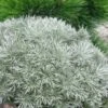 Silver Mound Artemisia - 1 Gallon Pot 2 Silver Mound Artemisia - 1 Gallon Pot -Garden Plant Seeds artemisia schmidtiana silver mound 9