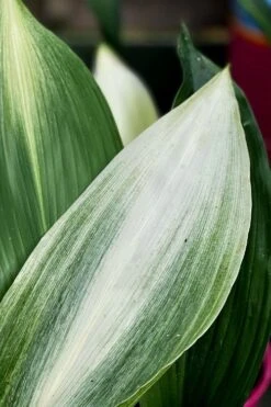 Morning Sun Cast Iron Plant (Aspidistra Elatior 'Asahi') - 3 Gallon Pot -Garden Plant Seeds aspidistra elatior asahi rising sun cast iron plant 2