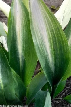 Morning Sun Cast Iron Plant (Aspidistra Elatior 'Asahi') - 3 Gallon Pot -Garden Plant Seeds aspidistra elatior asahi rising sun cast iron plant 4