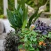 Tiny Tank Dwarf Cast Iron Plant - 3 Gallon Pot -Garden Plant Seeds aspidistra elatior tiny tank dwarf cast iron plant 3