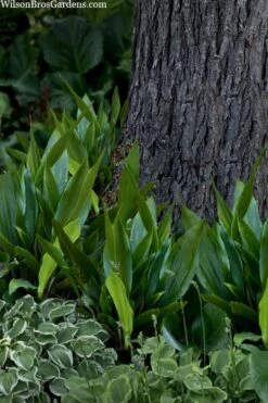 Tiny Tank Dwarf Cast Iron Plant - 3 Gallon Pot -Garden Plant Seeds aspidistra elatior tiny tank dwarf cast iron plant 4