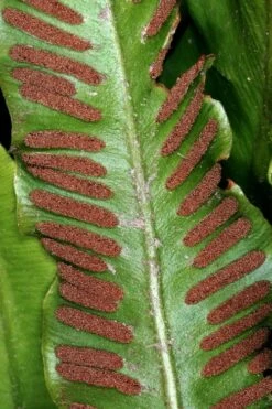 Hart's Tongue Fern (Asplenium Scolopendrium) - 1 Gallon Pot -Garden Plant Seeds asplenium scolopendrium harts tongue fern 2
