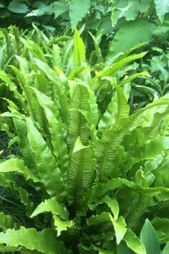 Hart's Tongue Fern (Asplenium Scolopendrium) - 1 Gallon Pot -Garden Plant Seeds asplenium scolopendrium harts tongue fern 3