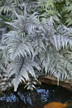 Japanese Painted Fern - 5 Pack Of Quart Pots -Garden Plant Seeds athyrium niponicum pictum japanese painted fern 101