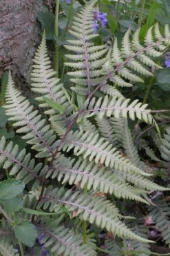 Japanese Painted Fern - 5 Pack Of Quart Pots -Garden Plant Seeds athyrium niponicum pictum japanese painted fern 103
