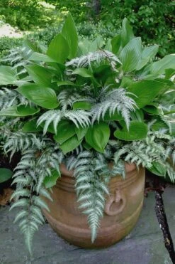 Japanese Painted Fern - 5 Pack Of Quart Pots -Garden Plant Seeds athyrium niponicum pictum japanese painted fern 104