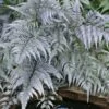 Japanese Painted Fern - 5 Pack Of Quart Pots 1 Japanese Painted Fern - 5 Pack Of Quart Pots -Garden Plant Seeds athyrium niponicum pictum japanese painted fern 105