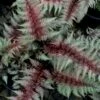 Regal Red Japanese Painted Fern - 1 Gallon Pot 2 Regal Red Japanese Painted Fern - 1 Gallon Pot -Garden Plant Seeds athyrium pictum regal red japanese painted fern 10