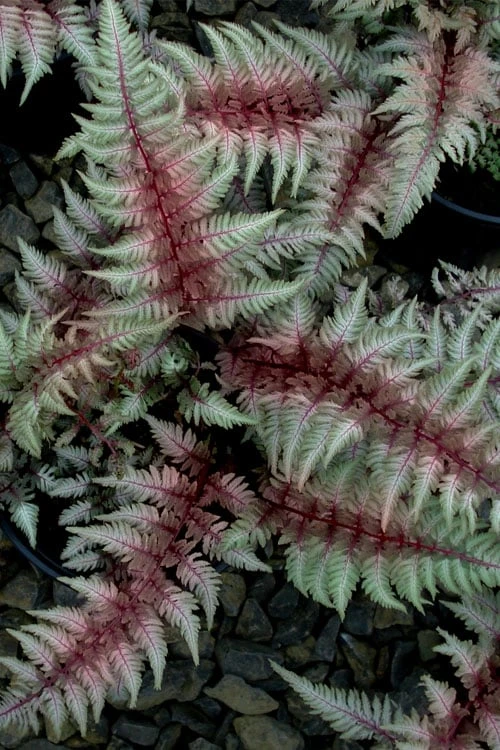 Regal Red Japanese Painted Fern - 1 Gallon Pot 3 Regal Red Japanese Painted Fern - 1 Gallon Pot