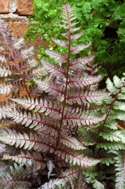 Regal Red Japanese Painted Fern - 1 Gallon Pot 9 Regal Red Japanese Painted Fern - 1 Gallon Pot -Garden Plant Seeds athyrium pictum regal red japanese painted fern 11