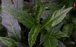 Dwarf Green Aucuba - Japanese Laurel - 1 Gallon Pot -Garden Plant Seeds aucuba dwarf green foliage