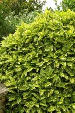 Marmorata Aucuba (Japanese Laurel) - 1 Gallon Pot -Garden Plant Seeds aucuba japonica marmorata japanese laurel 2