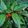 Sawtoothed Aucuba Serratifolia - 1 Gallon Pot -Garden Plant Seeds aucuba japonica serratifolia sawtoothed japanese laurel 20