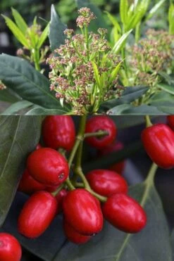 Sawtoothed Aucuba Serratifolia - 1 Gallon Pot -Garden Plant Seeds aucuba japonica serratifolia sawtoothed japanese laurel 21