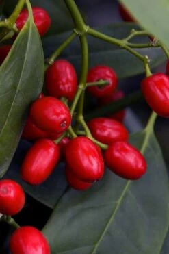 Sawtoothed Aucuba Serratifolia - 1 Gallon Pot -Garden Plant Seeds aucuba japonica serratifolia sawtoothed japanese laurel 23