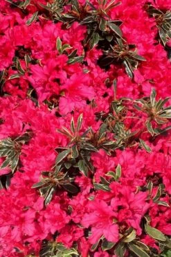 Arctic Rose Azalea - 3 Gallon Pot -Garden Plant Seeds azalea arctic rose 3