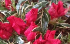 Arctic Rose Azalea - 3 Gallon Pot -Garden Plant Seeds azalea arctic rose 4