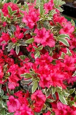 Arctic Rose Azalea - 3 Gallon Pot -Garden Plant Seeds azalea arctic rose 5