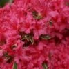 Arctic Rose Azalea - 3 Gallon Pot -Garden Plant Seeds azalea arctic rose 6
