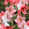 Astronaut Azalea - 3 Gallon Pot -Garden Plant Seeds azalea astronaut 1