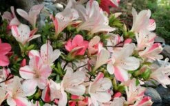 Astronaut Azalea - 3 Gallon Pot 13 Astronaut Azalea - 3 Gallon Pot -Garden Plant Seeds azalea astronaut 3