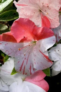 Astronaut Azalea - 3 Gallon Pot 12 Astronaut Azalea - 3 Gallon Pot -Garden Plant Seeds azalea astronaut 4