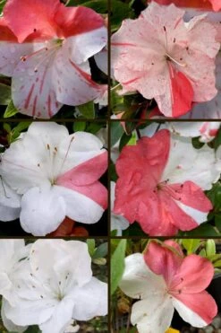 Astronaut Azalea - 3 Gallon Pot 11 Astronaut Azalea - 3 Gallon Pot -Garden Plant Seeds azalea astronaut 5