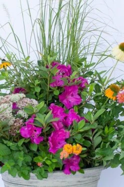 Echo Bloom 'N Again Azalea - 2 Gallon Pot -Garden Plant Seeds azalea bloom n again augusta echo 4