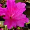 Echo Bloom 'N Again Azalea - 2 Gallon Pot -Garden Plant Seeds azalea bloom n again augusta echo 6
