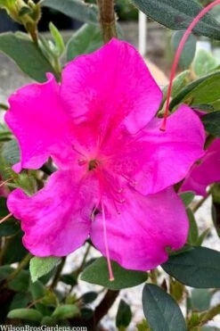 Echo Bloom 'N Again Azalea - 2 Gallon Pot -Garden Plant Seeds azalea bloom n again augusta echo 7
