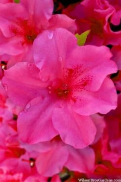 Pink Explosion Bloom 'N Again Azalea - 2 Gallon Pot -Garden Plant Seeds azalea bloom n again pink explosion 12