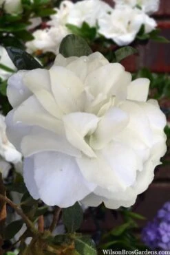 Snowball Bloom 'N Again Azalea - 2 Gallon Pot -Garden Plant Seeds azalea bloom n again snowball 13