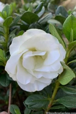 Snowball Bloom 'N Again Azalea - 2 Gallon Pot -Garden Plant Seeds azalea bloom n again snowball 14