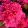 Canzonetta Azalea - 1 Gallon Pot 2 Canzonetta Azalea - 1 Gallon Pot -Garden Plant Seeds azalea canzonetta 2