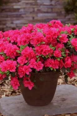Canzonetta Azalea - 1 Gallon Pot -Garden Plant Seeds azalea canzonetta 3