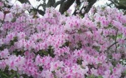 George L. Taber Southern Indica Azalea - 3 Gallon Pot -Garden Plant Seeds azalea george taber 10