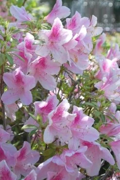 George L. Taber Southern Indica Azalea - 3 Gallon Pot -Garden Plant Seeds azalea george taber 11