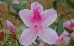 George L. Taber Southern Indica Azalea - 3 Gallon Pot -Garden Plant Seeds azalea george taber 13