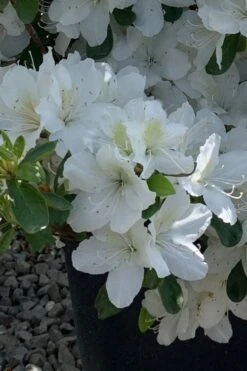 Girard's Pleasant White Azalea - 1 Gallon Pot 15 Girard's Pleasant White Azalea - 1 Gallon Pot -Garden Plant Seeds azalea girards pleasant white 22