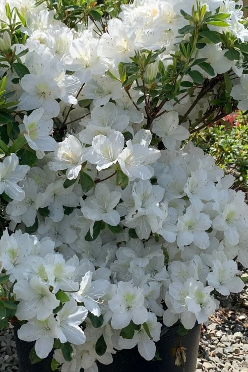 Girard's Pleasant White Azalea - 1 Gallon Pot 3 Girard's Pleasant White Azalea - 1 Gallon Pot