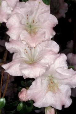 Gwenda Azalea (Robin Hill Hybrid) - 6 Pack Of 1 Gallon Pots -Garden Plant Seeds azalea gwenda 6 1